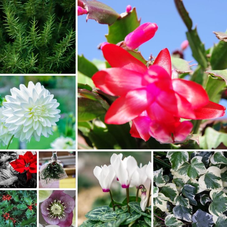 10 Holiday & Christmas Plants&nbsp;for Gifts&nbsp;and Decorations &nbsp;