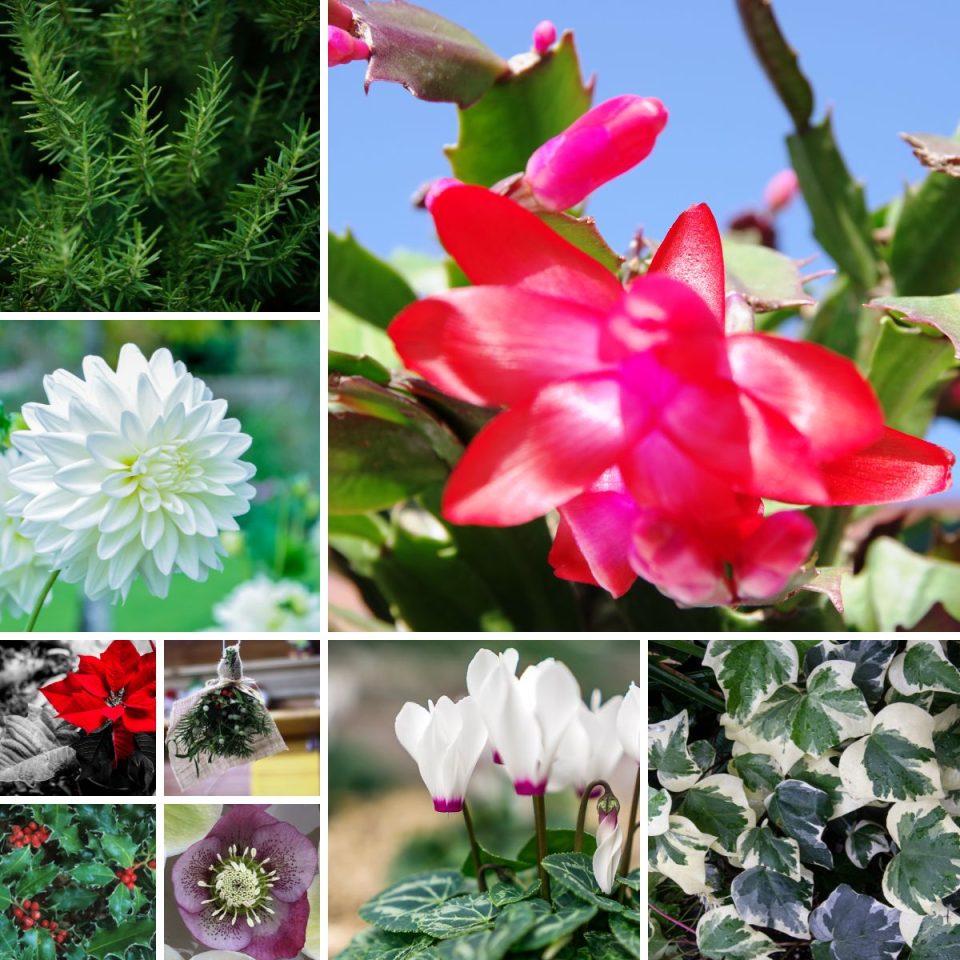 10 Holiday & Christmas Plants for Gifts and Decorations - GardensAll