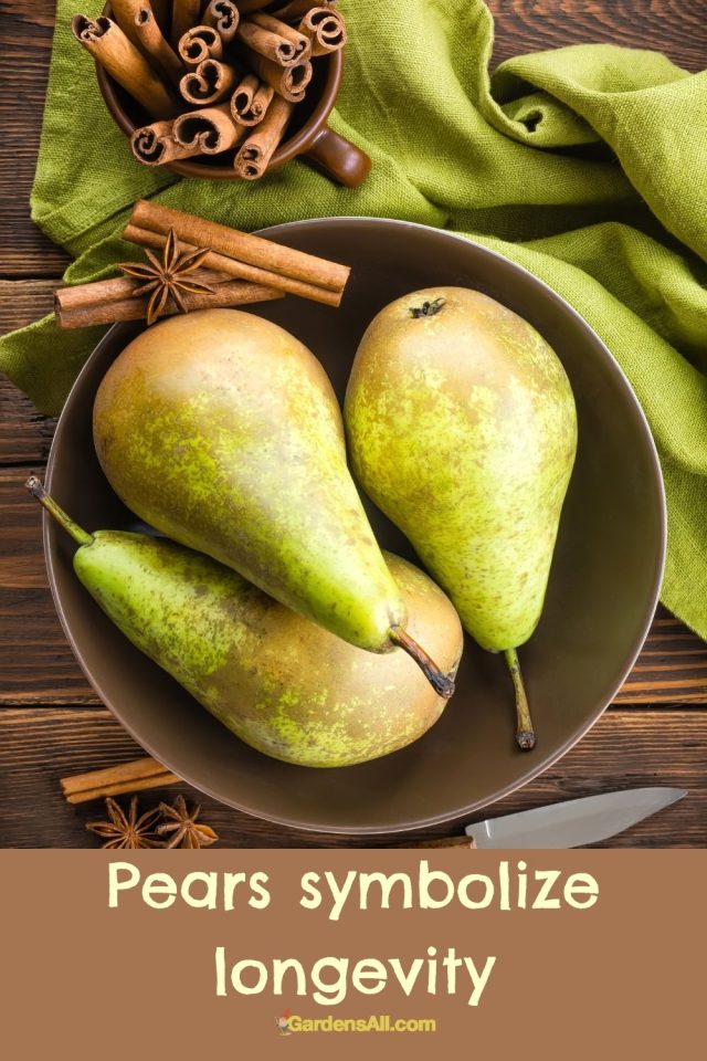 Pear Symbolism and Meaning GardensAll