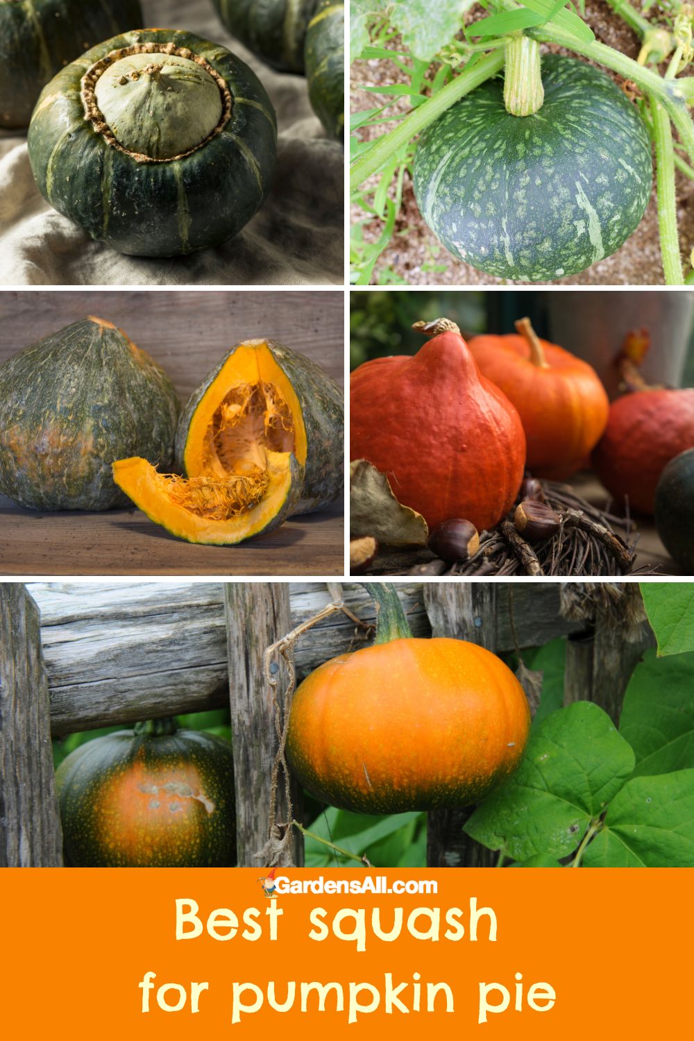 What Are the Best Pumpkins for Pumpkin Pie? GardensAll