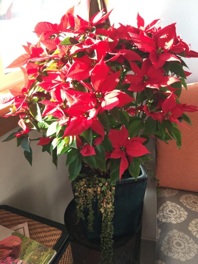 Poinsettia Care How to Keep Poinsettias Alive GardensAll