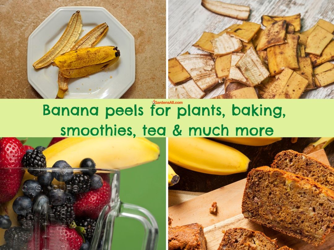 Banana Peels Benefits and Uses for Plants, Animals, & People