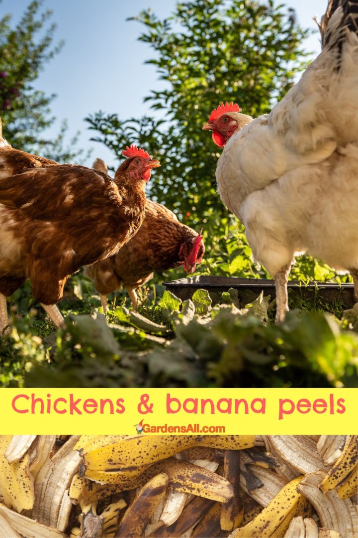 Can Chickens Eat Banana Peels and Bananas? GardensAll