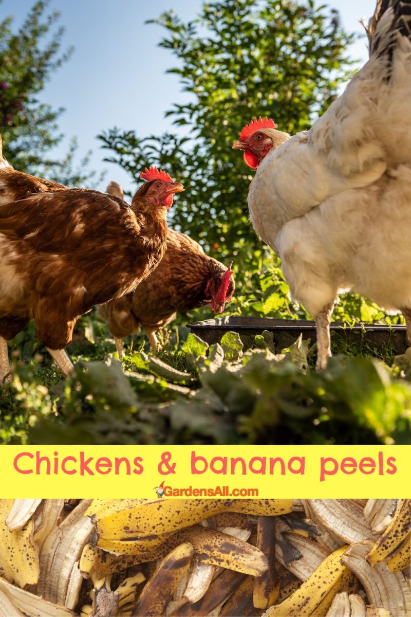 Can Chickens Eat Banana Peels and Bananas? GardensAll