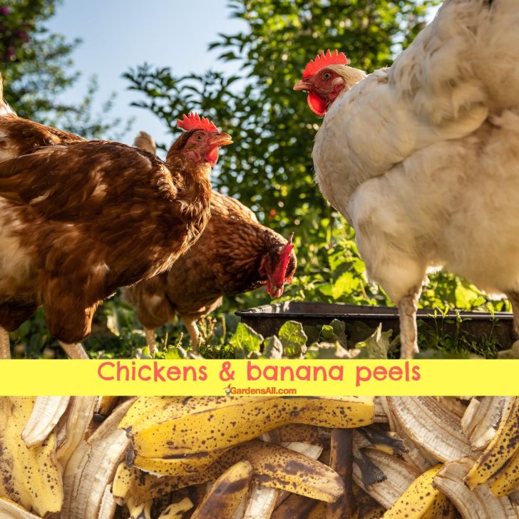 banana peels for chickens