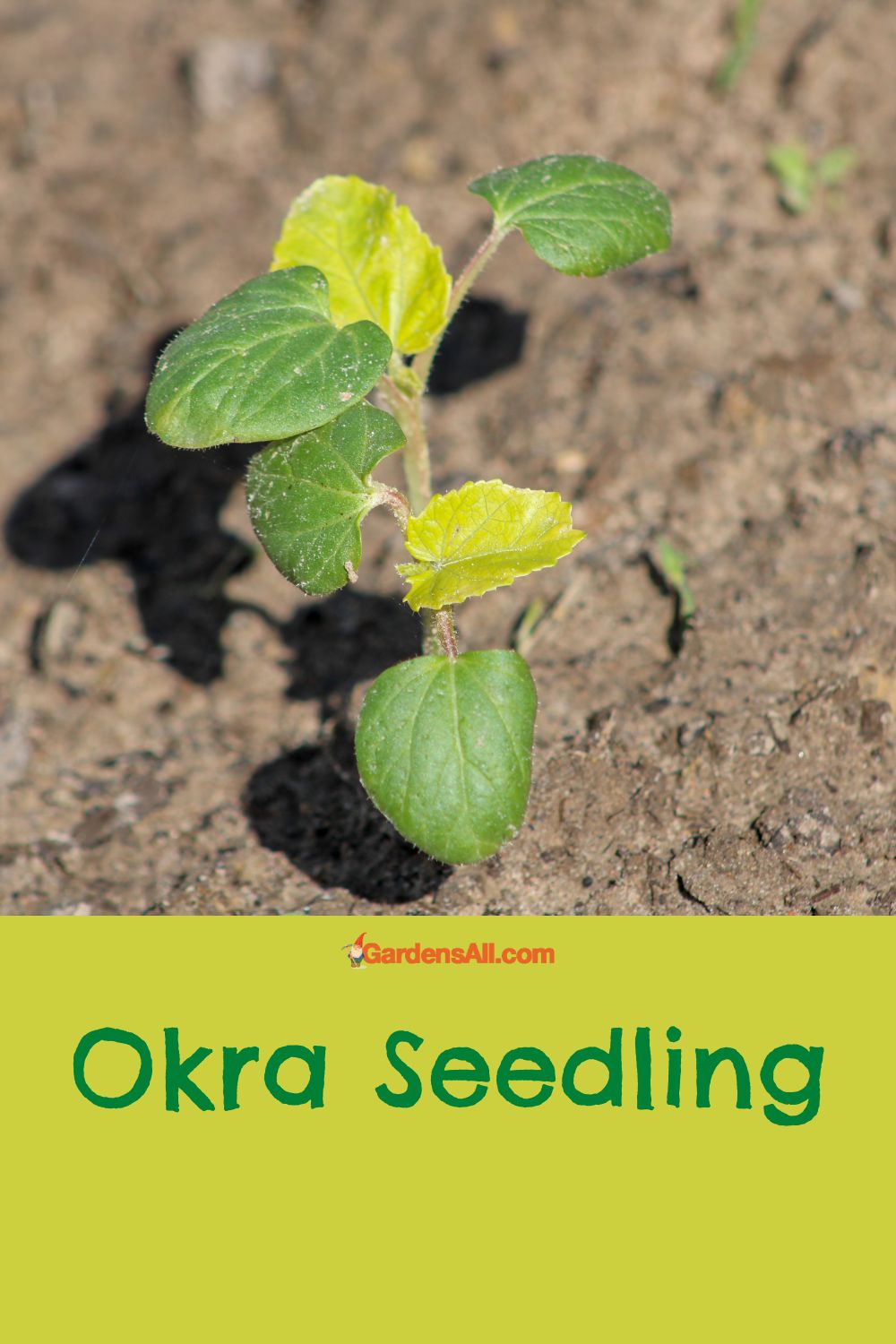 Do You Know When to Plant Okra Seed? GardensAll