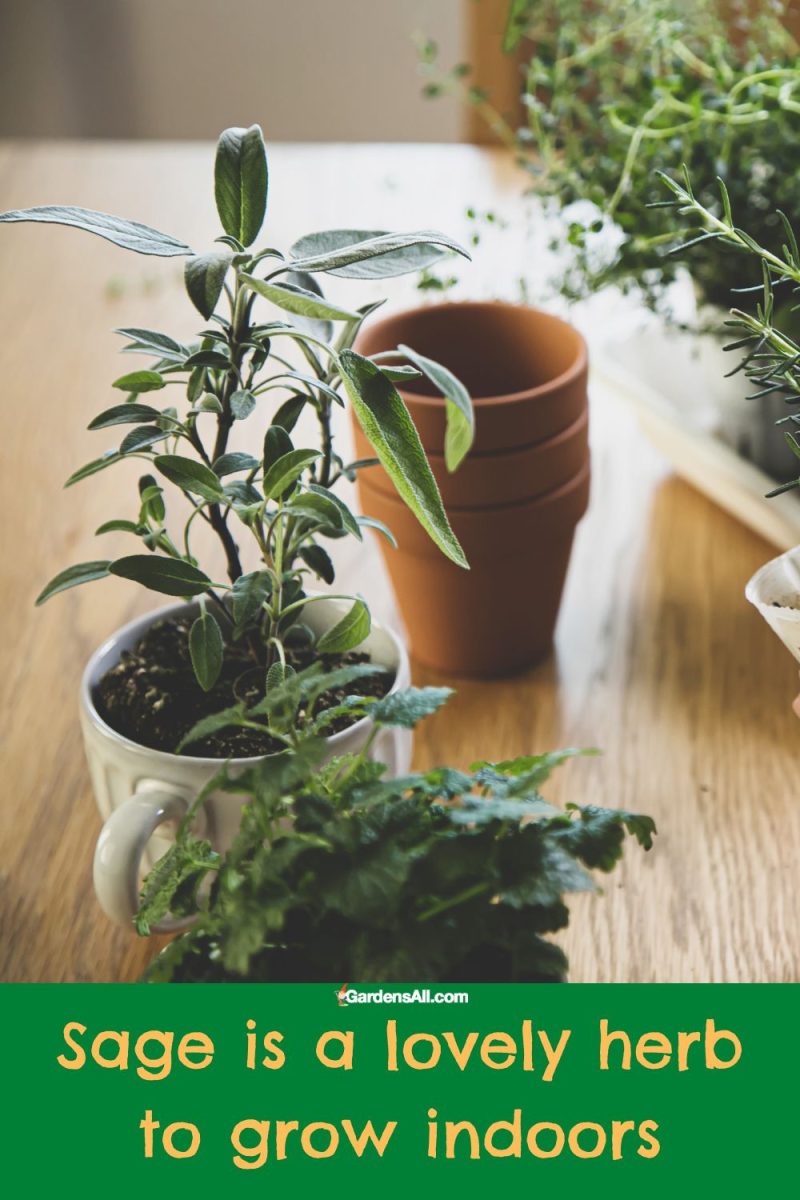 The Best Herbs to Grow Indoors in Pots Year Round GardensAll
