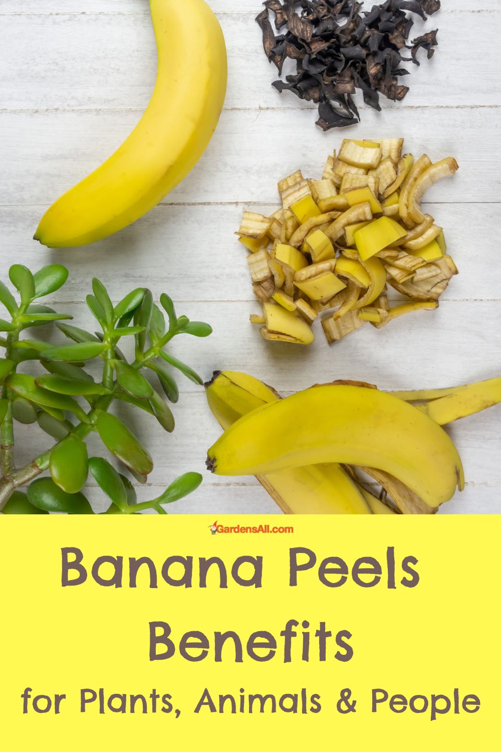 Banana Peels Benefits and Uses for Plants, Animals, & People