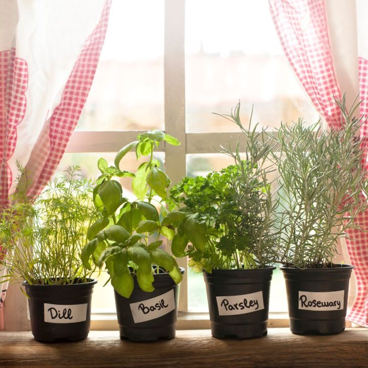 potted herbs indoors-dill-basil-parsley-rosemary