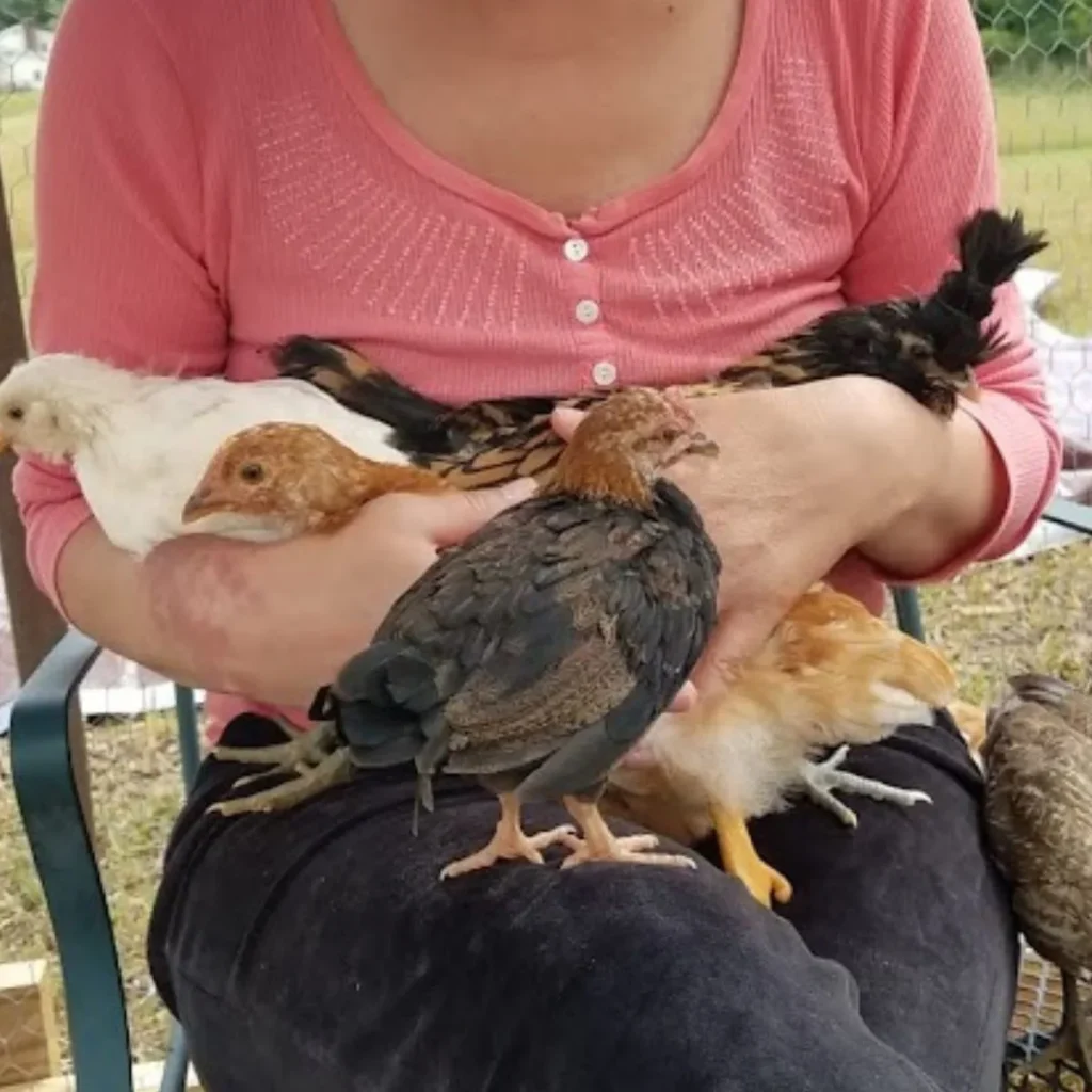 woman sitting in chair holding chickens in her lap and arms. Image by Adriana Copaceanu from BackyardGardenLovers.com