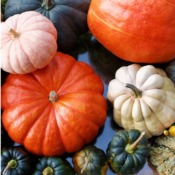 Winter squash and pumpkins closeup