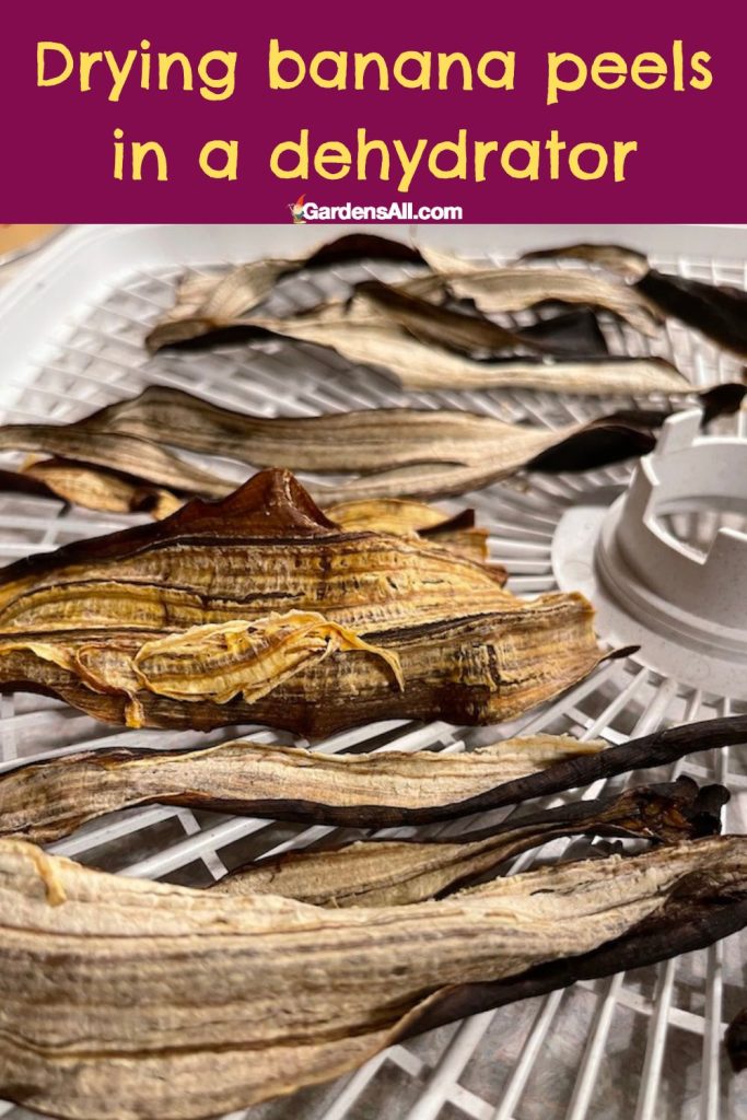 Drying whole banana peels in a food dehydrator
