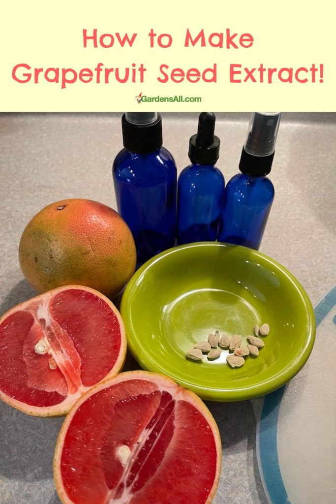 How to Make Grapefruit Seed Extract GardensAll