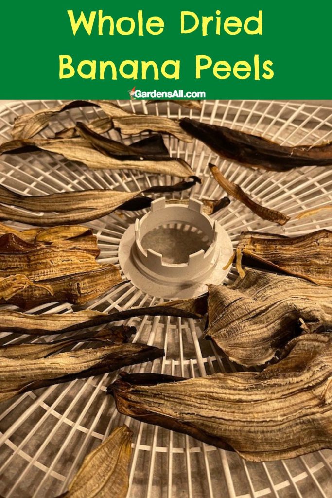 Whole banana peels drying on food dehydrator