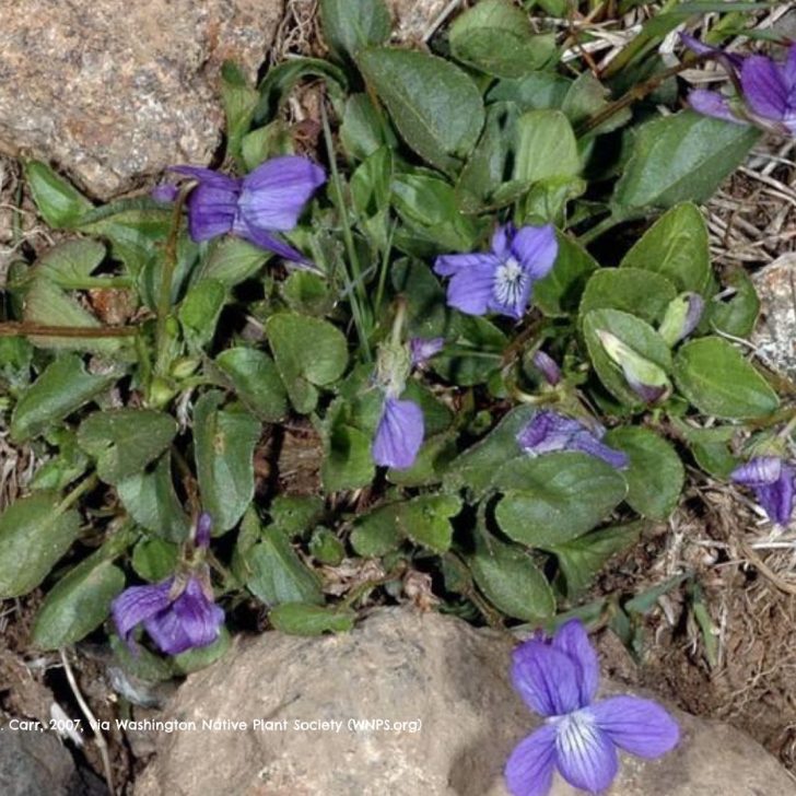 Image by G.D. Carr, 2007, via Washington Native Plant Society (WNPS.org)