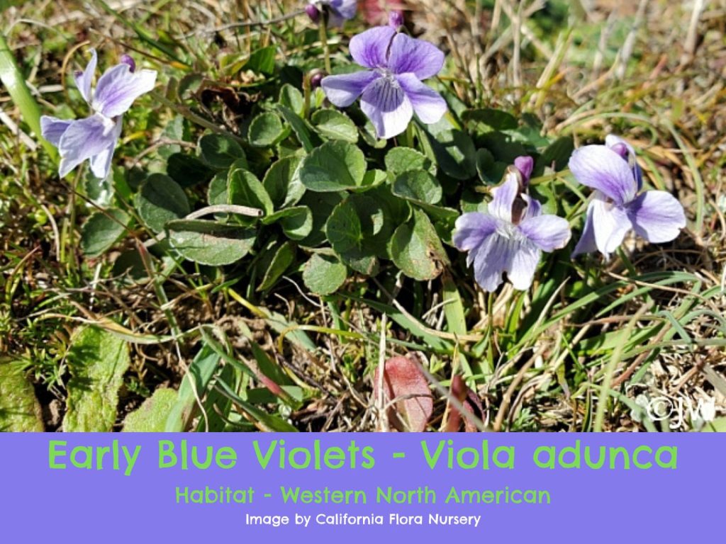 Early Blue Violets to Know GardensAll