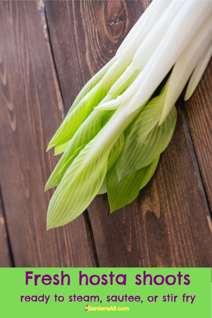  Fresh hosta shoots, ready to steam, sauté or stir fry