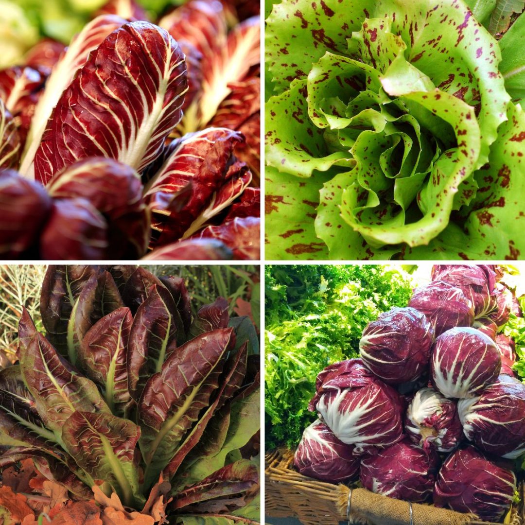 Growing Radicchio as a Perennial Vegetable GardensAll