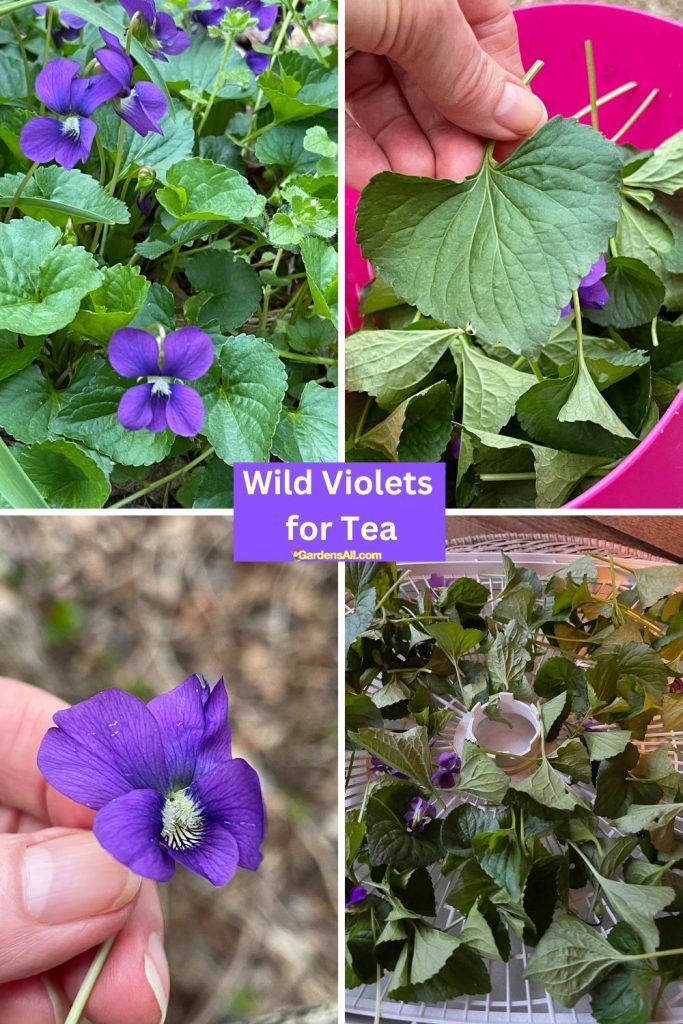 Wild Violets Tea a Sweet and Soothing Beneficial Brew