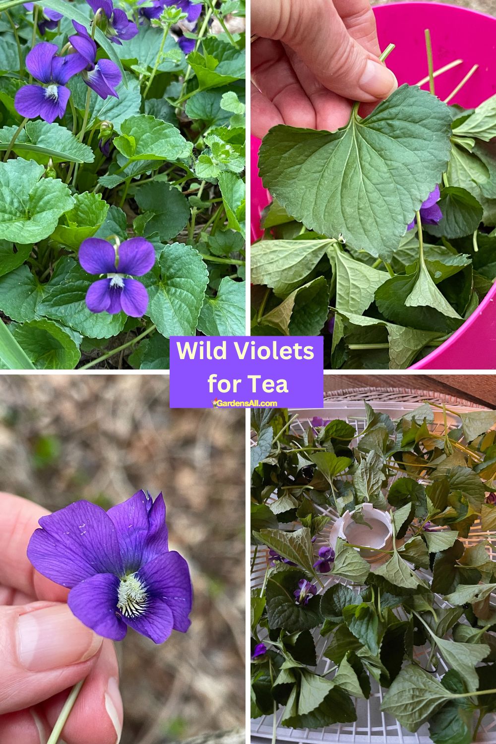 Wild Violets Tea a Sweet and Soothing Beneficial Brew