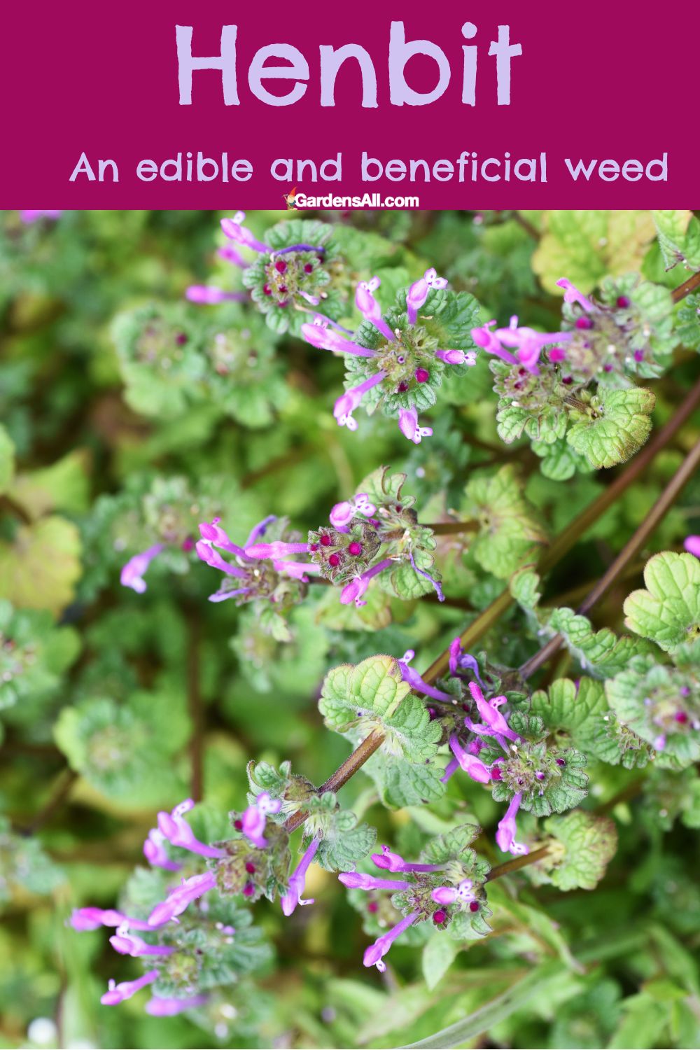 Henbit - a Useful Early Spring Weed to Get to Know - GardensAll