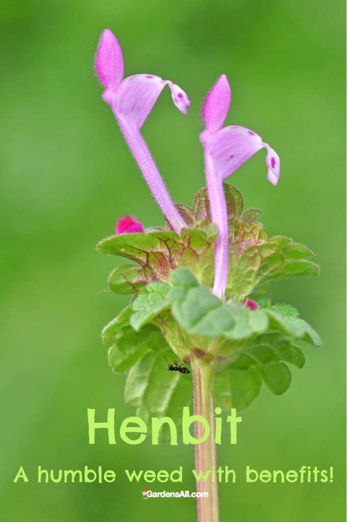 Henbit humble weed with benefits