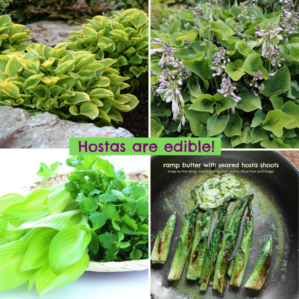Are Hostas Edible for People? GardensAll