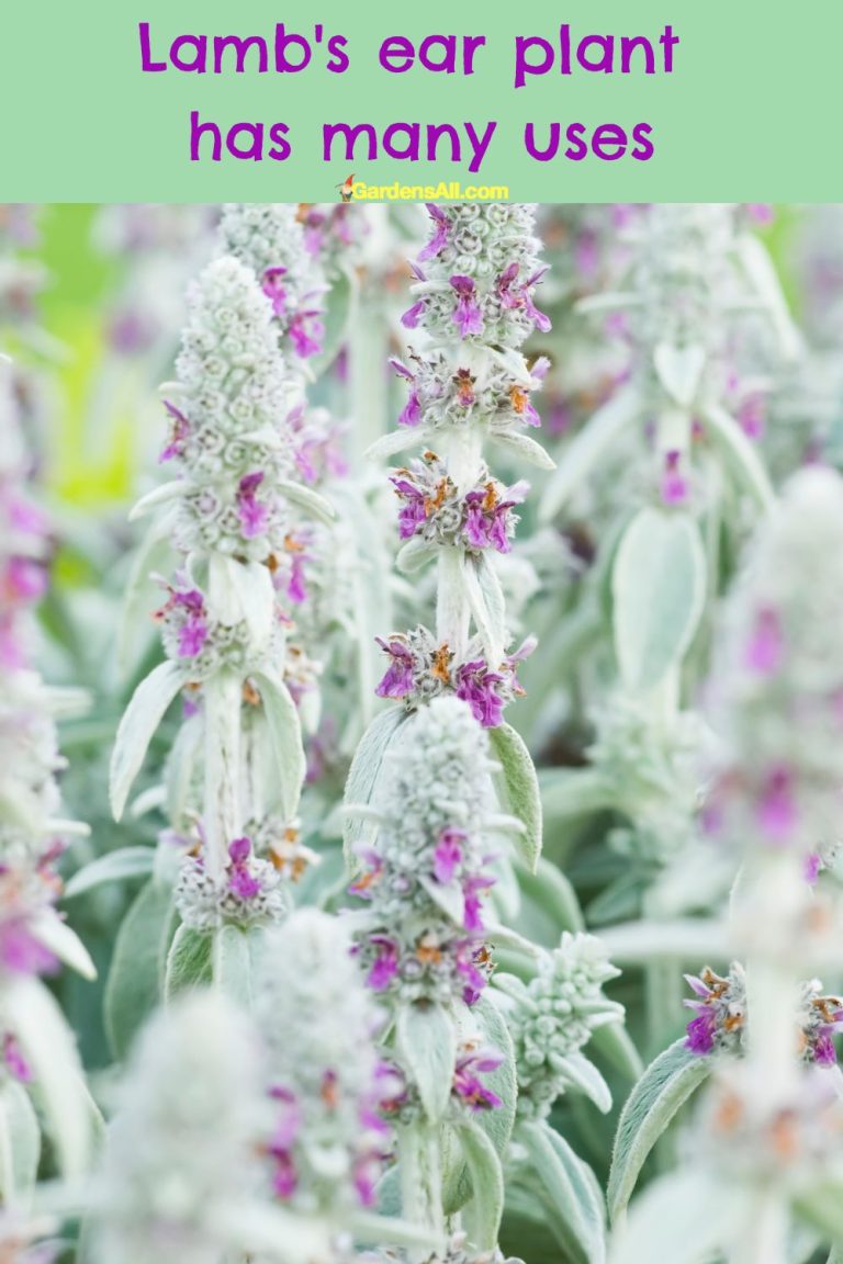 Lamb's Ear Plant Uses and Medicinal Benefits GardensAll