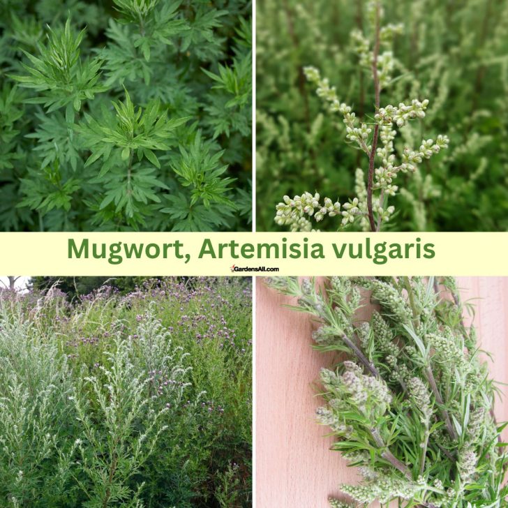 Mugwort Artemisia vulgaris-proven medicinal uses and benefits of mugwort.