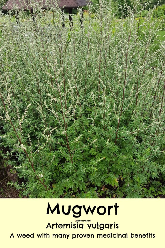 Mugwort, Artemisia vulgaris, has many proven medicinal uses and benefits.