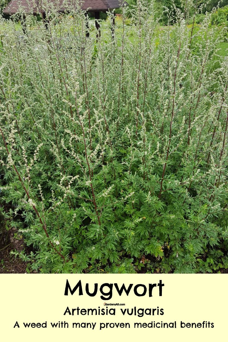 Mugwort Benefits And Proven Medicinal Uses Of Mugwort GardensAll best-13-mugwort-tea-health-benefits-nutrition-and-side-effects-artofit