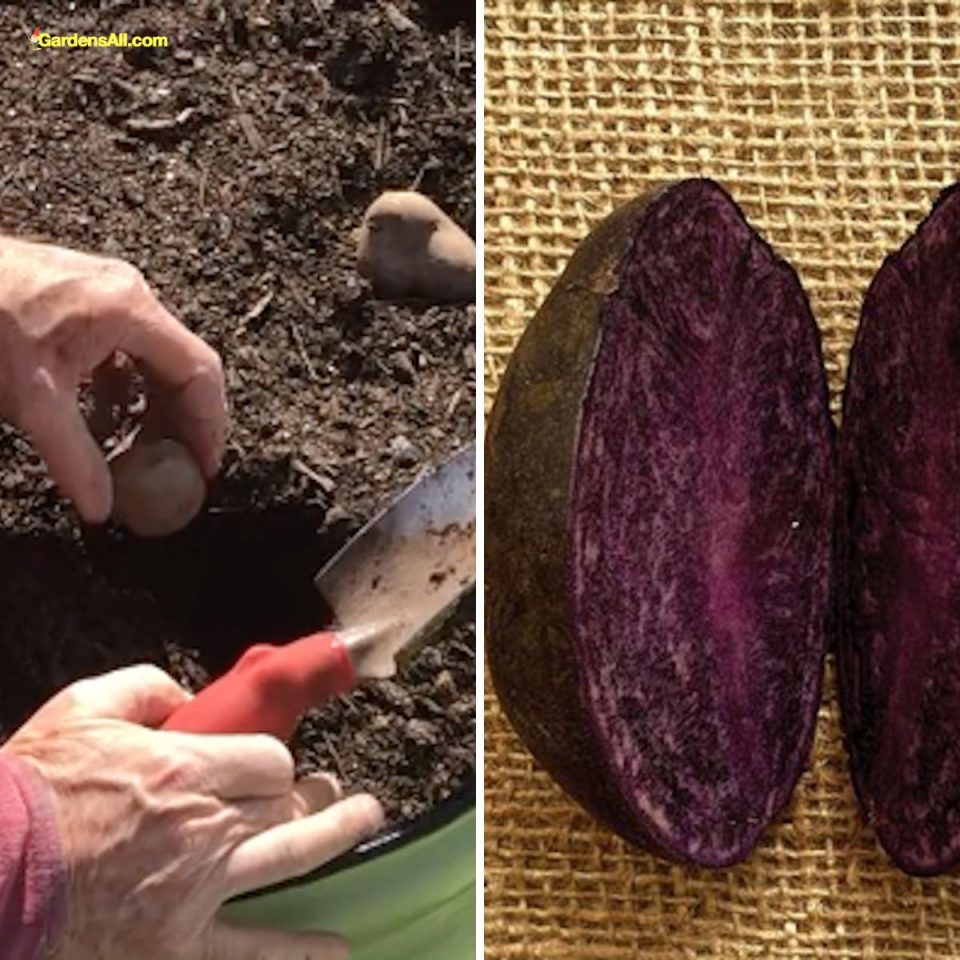 How to Grow Purple Majesty Potatoes GardensAll