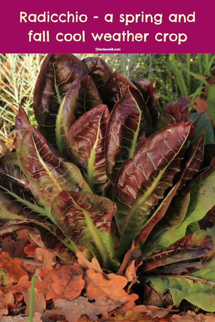 Radicchio a cool weather crop