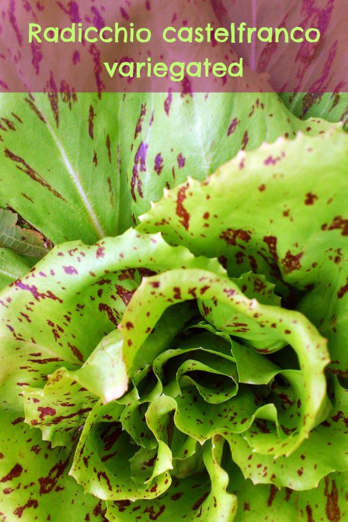 Radicchio castelfranco variegated closeup - a beautiful addition to the garden and fresh garden salads!