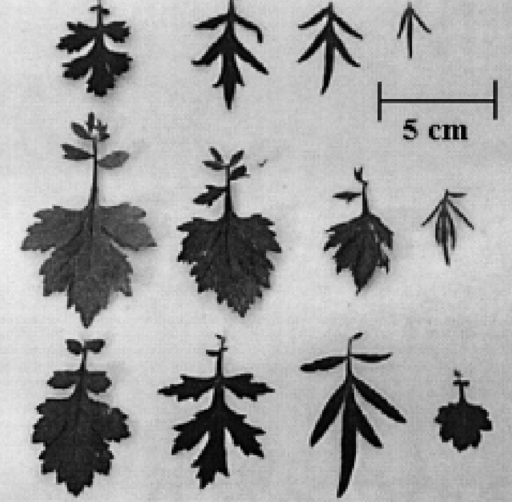 Mugwort, (Artemisia vulgaris), an edible and medicinal weed plant. Image by CDNsciencePub.com