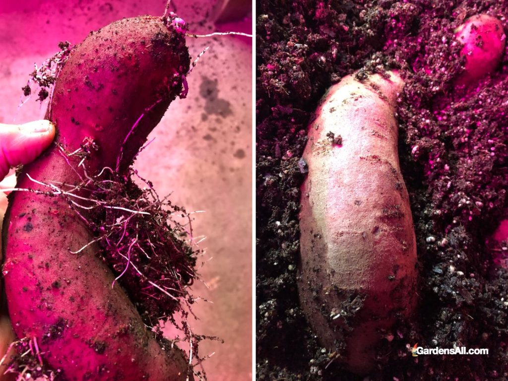 Stokes purple sweet potato propagating slips by letting roots grow in warm moist soil