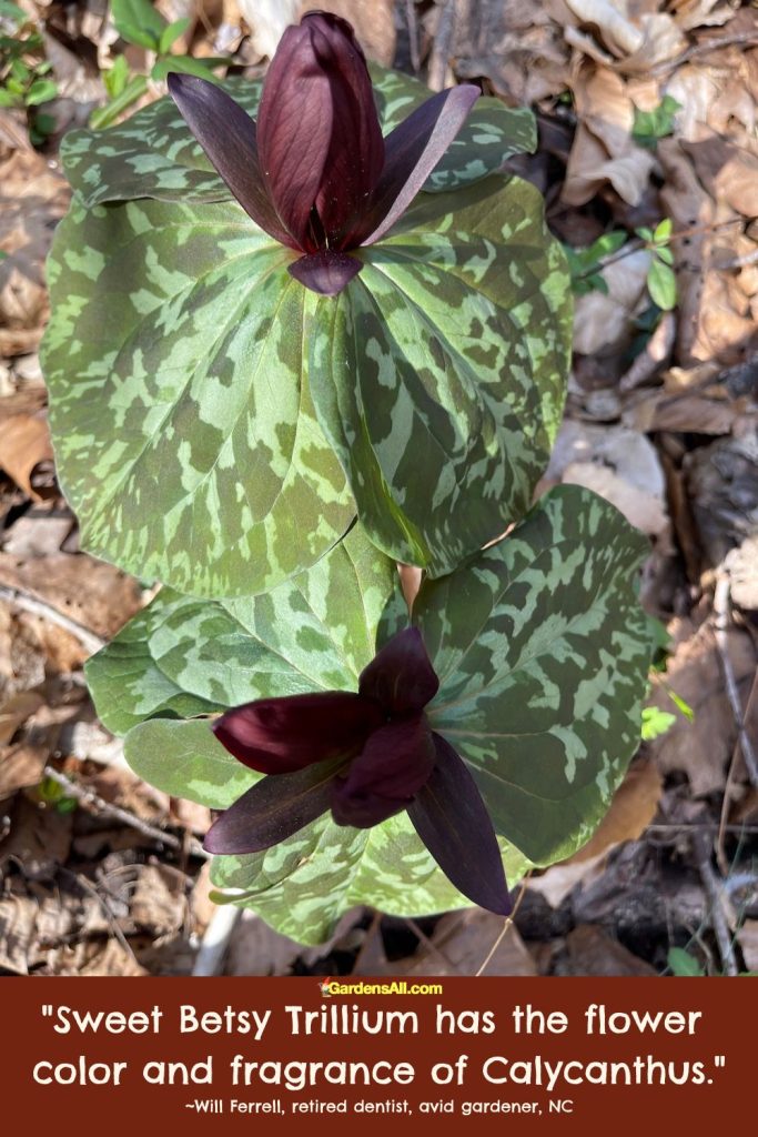 Sweet Betsy Trillium flower color and fragrance like Calycanthus, or tropical fruit.