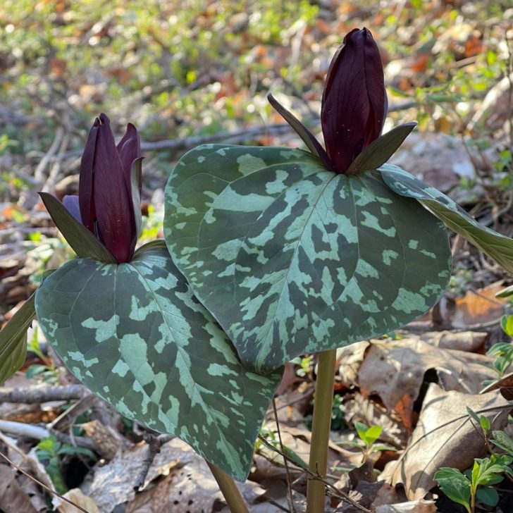 Sweet Betsy Trillium, (T. cuneatum) plant with dark and light green variegated leaves, burgundy flowers with golden interior in woodland setting.