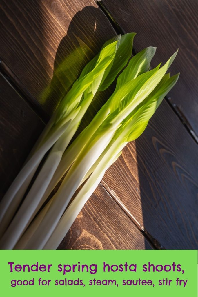 Tender spring hosta shoots are the favored way to eat hostas.