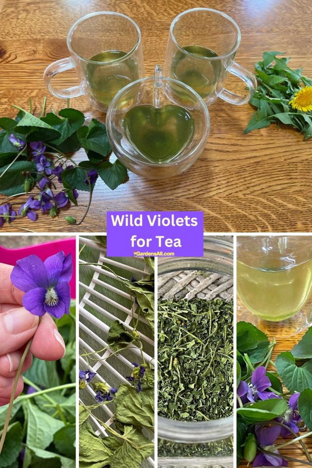 Wild Violets Tea a Sweet and Soothing Beneficial Brew