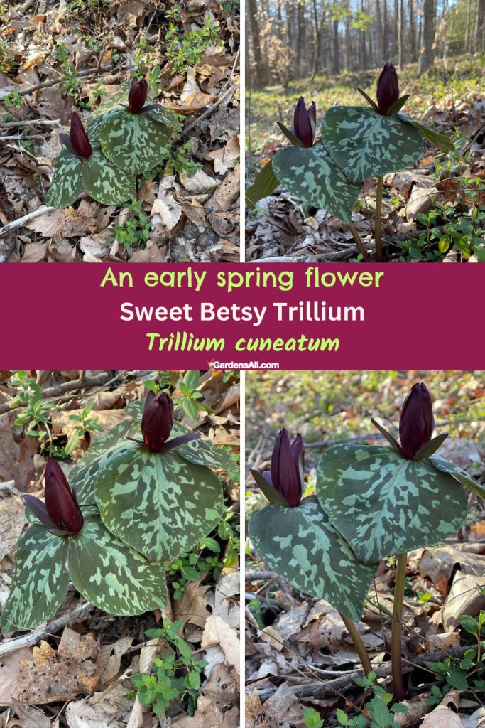 Sweet Betsy Trillium - an early spring flower. Image by GardensAll, taken March 5th, 2023, NC zone 7a