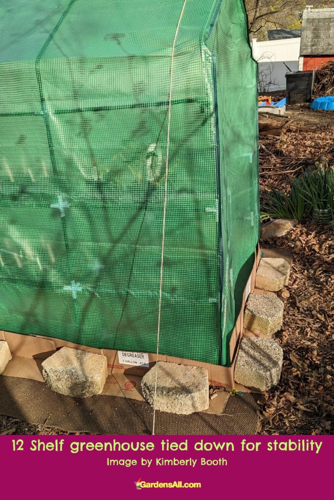 12 Shelf greenhouse tied down for stability-Image by Kimberly Booth