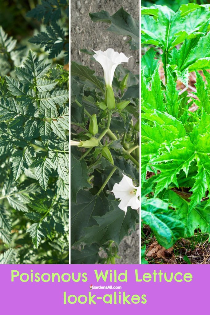 3 Poisonous wild lettuce look alikes to know.