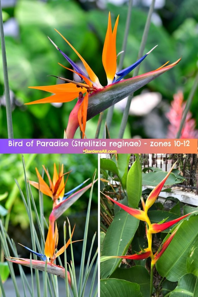 Bird of Paradise (Strelitzia reginae) zones 10-12
