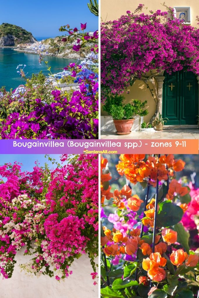 Bougainvillea (Bougainvillea spp.) - zones 9-11