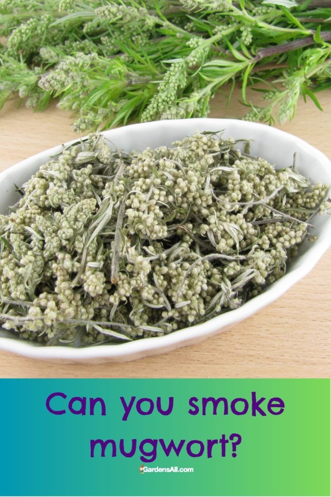 Can you smoke mugwort? Dried mugwort, artemisia vulgaris