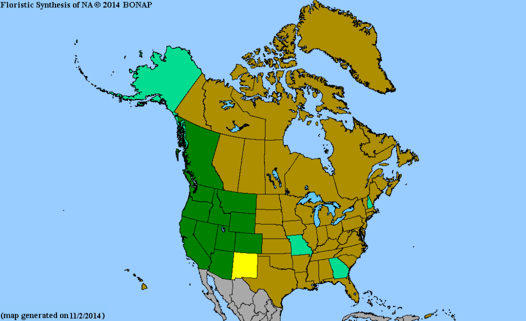 Wild lettuce - Miner's Lettuce, (Claytonia perfoliata), grows in the green areas of this map.
