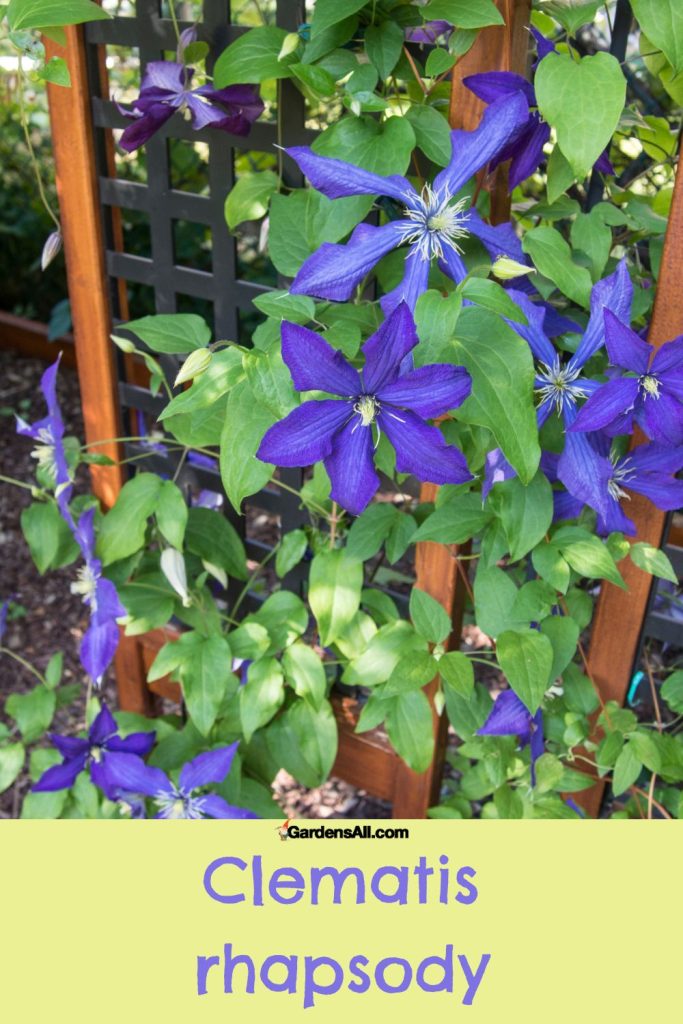 Clematis rhapsody - a lovely purple clematis