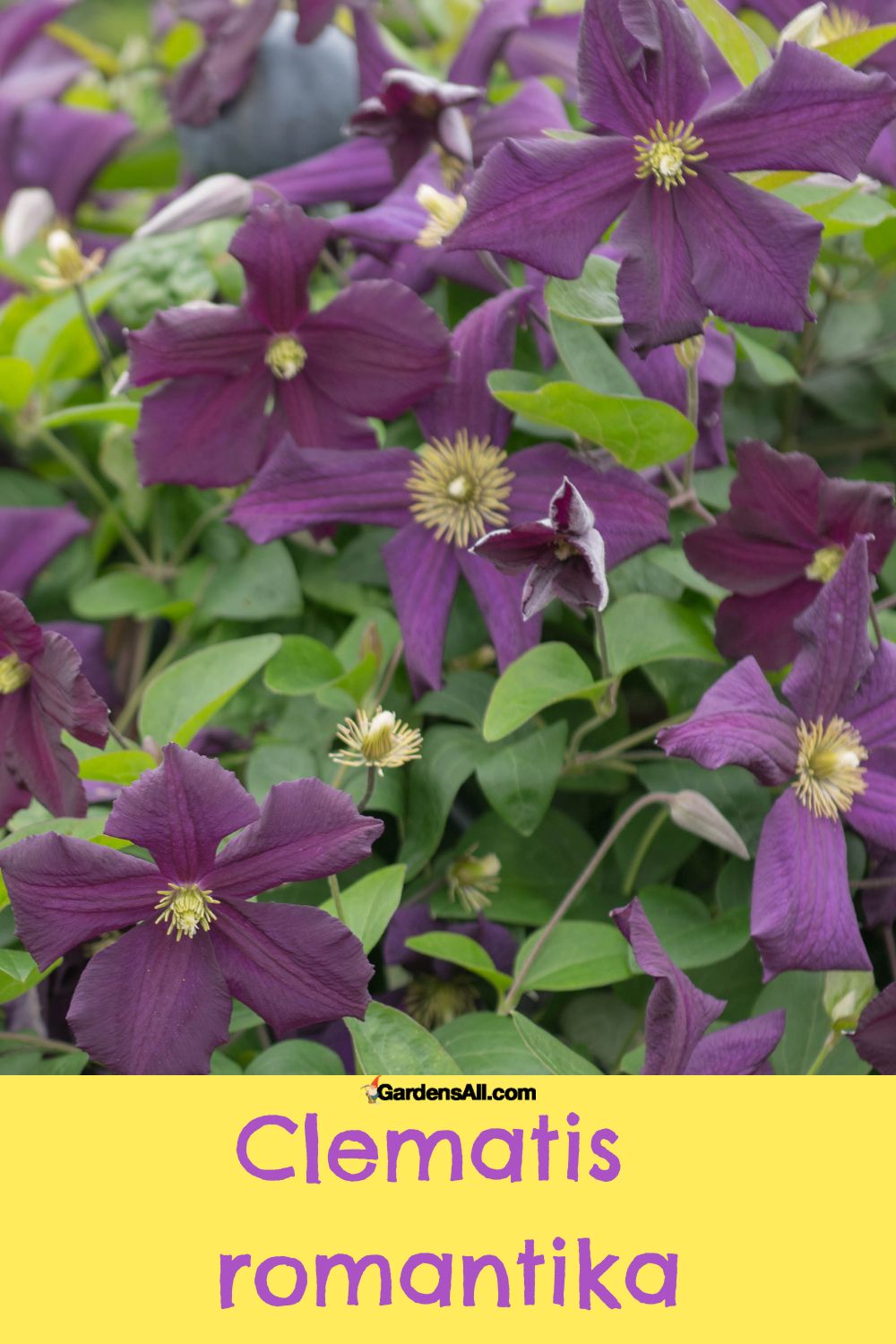 Most Popular Purple Clematis Varieties in North America GardensAll
