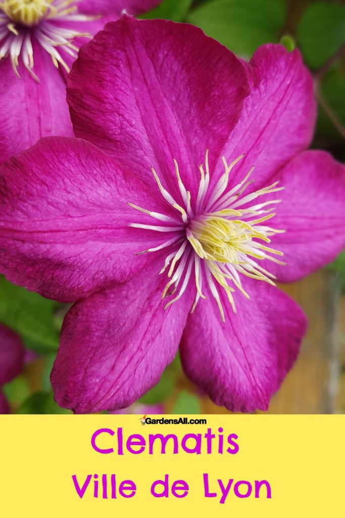 Pinkish purple clematis - Clematis ville de lyon